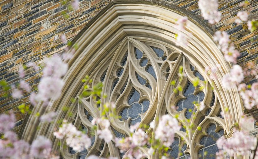 detail of window on Duke Chapel framed by flowering cherry blossoms