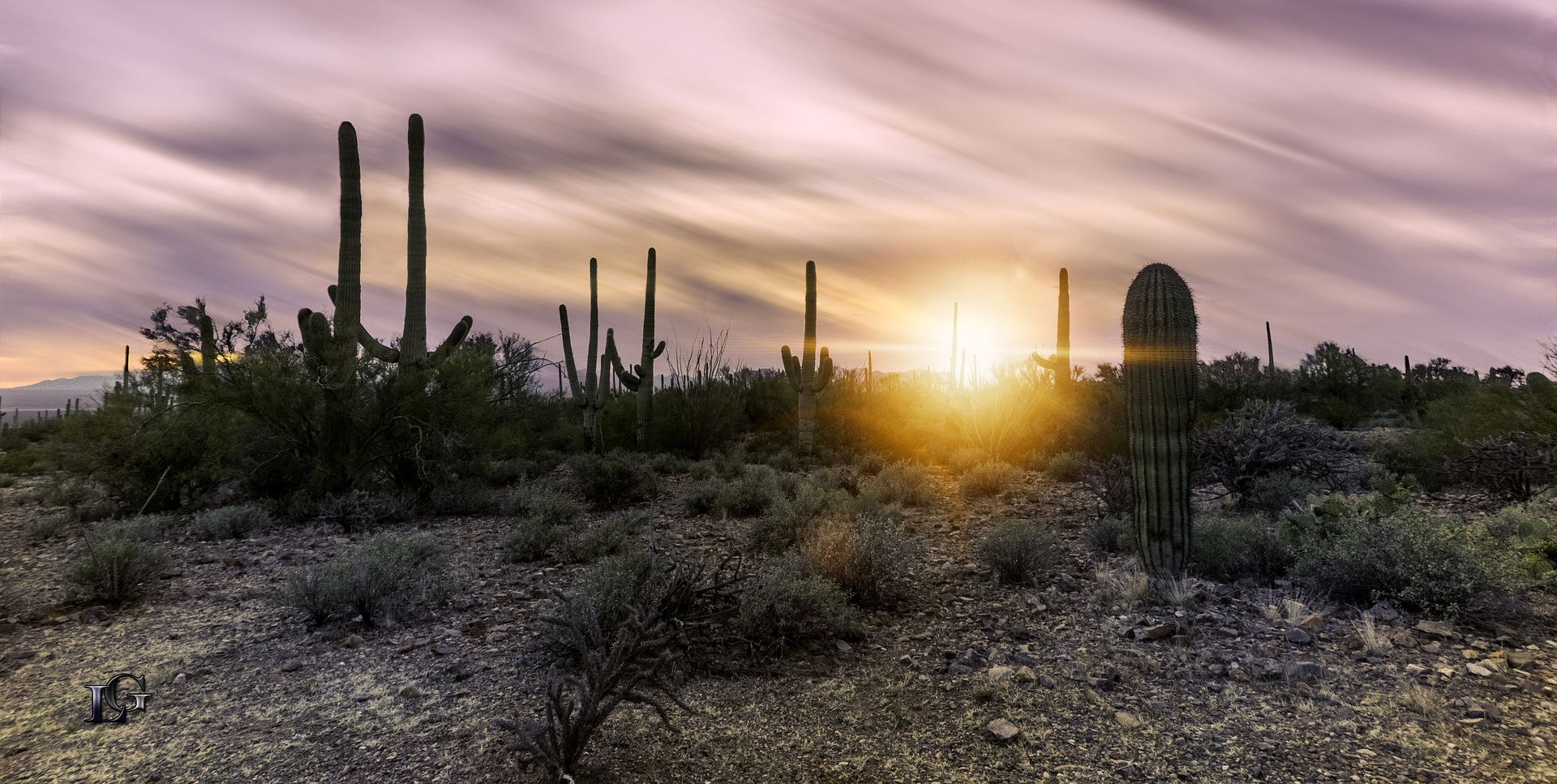 Arizona landscape with cactus