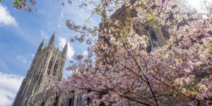 Duke chapel on the left with pink flower blossoms on the right during a spring day